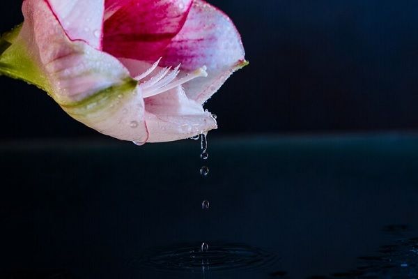 Fleur rose avec des gouttes d'eau sur fond bleu foncé
